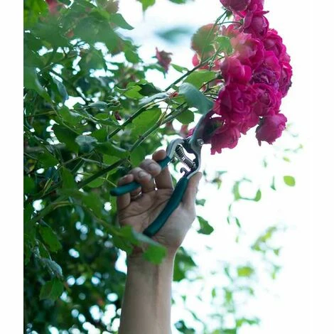 SIENA GARDEN Bypassschere Gartenschere Scheren Pflanzenschere Gartenarbeit Blumenschere Hecke SIENA GARDEN Bypassschere Gartenschere Scheren Pflanzenschere Gartenarbeit Blumenschere Hecke -SIENA GARDEN Shop 20777353 5