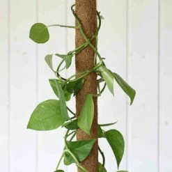 SIENA GARDEN Kokos-Rankstab 80 Cm Verlängerung, Mit Latex -SIENA GARDEN Shop 23146111 5