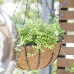 SIENA GARDEN Hängeampel Wrought Ø 35 Cm Mit Kokoseinlage, Kette Und Haken -SIENA GARDEN Shop 41373888 3