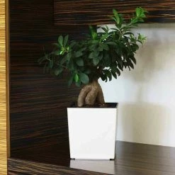 SIENA GARDEN Pflanzgefäß BREST, Weiß Hochglanzoptik, 25 X 25 X 26 Cm Kunststoffgefäß Mit Einsatz 11 SIENA GARDEN Pflanzgefäß BREST, Weiß Hochglanzoptik, 25 X 25 X 26 Cm Kunststoffgefäß Mit Einsatz -SIENA GARDEN Shop 41373910 5