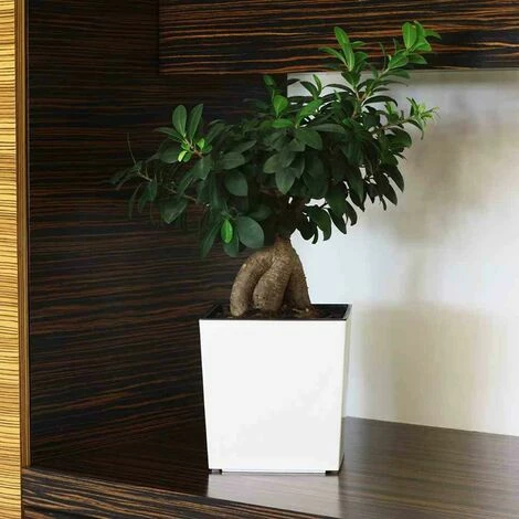 SIENA GARDEN Pflanzgefäß BREST, Weiß Hochglanzoptik, 25 X 25 X 26 Cm Kunststoffgefäß Mit Einsatz 7 SIENA GARDEN Pflanzgefäß BREST, Weiß Hochglanzoptik, 25 X 25 X 26 Cm Kunststoffgefäß Mit Einsatz – Bild 5